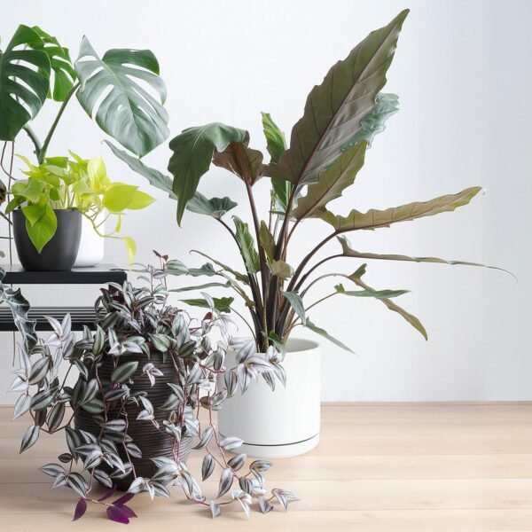 8 Inch Ceramic Planter Pot with Drainage Hole and Saucer - Image 8